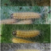 apor crataegi larva3 volg2